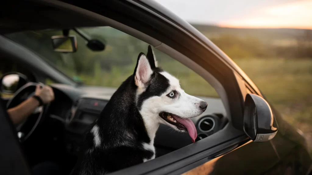 Car Dog Hammock Travel Buddy Mk. II Owleys - Owleys