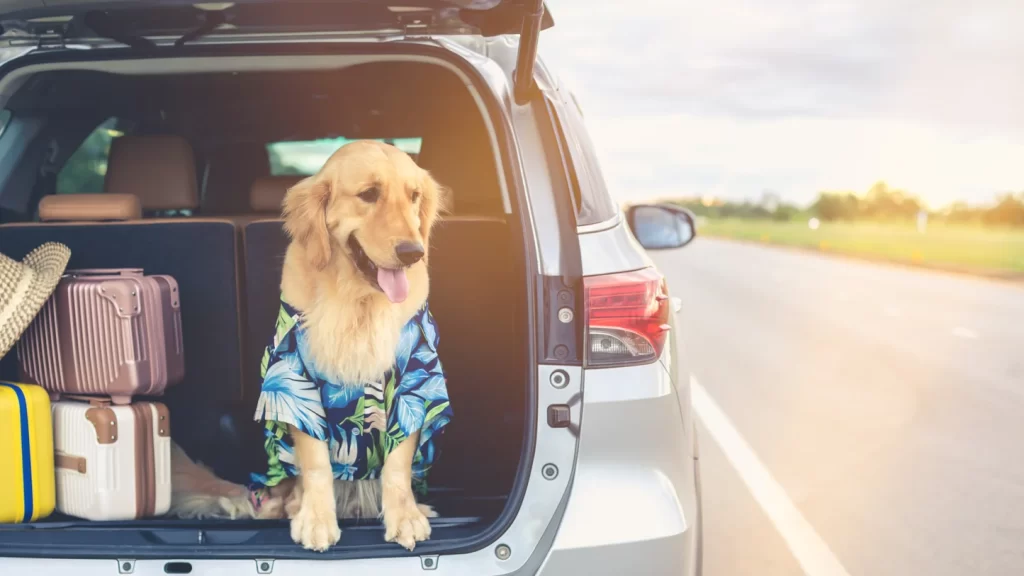 Best Car Seat Organizer