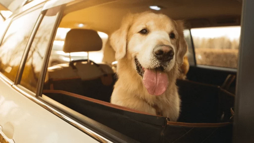 Car Back Seat Cover