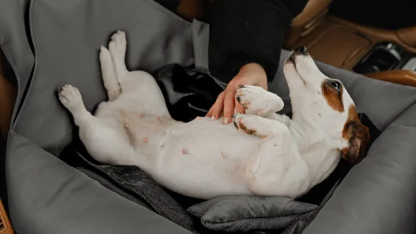 Dog Car Booster Seat