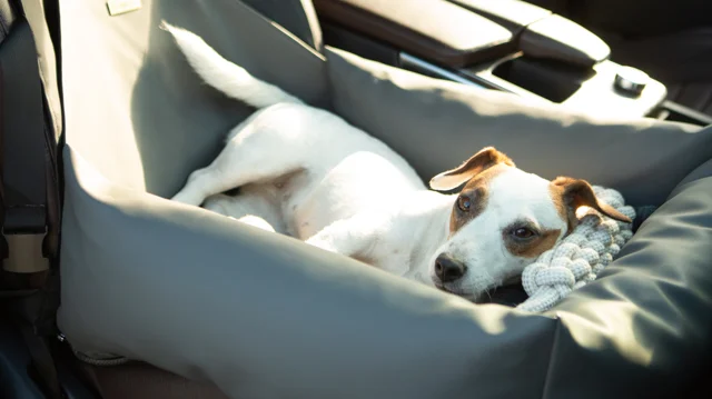 Dog Car Seat