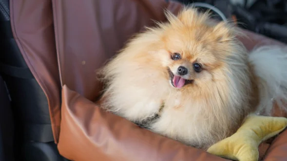 Dog Car Seat