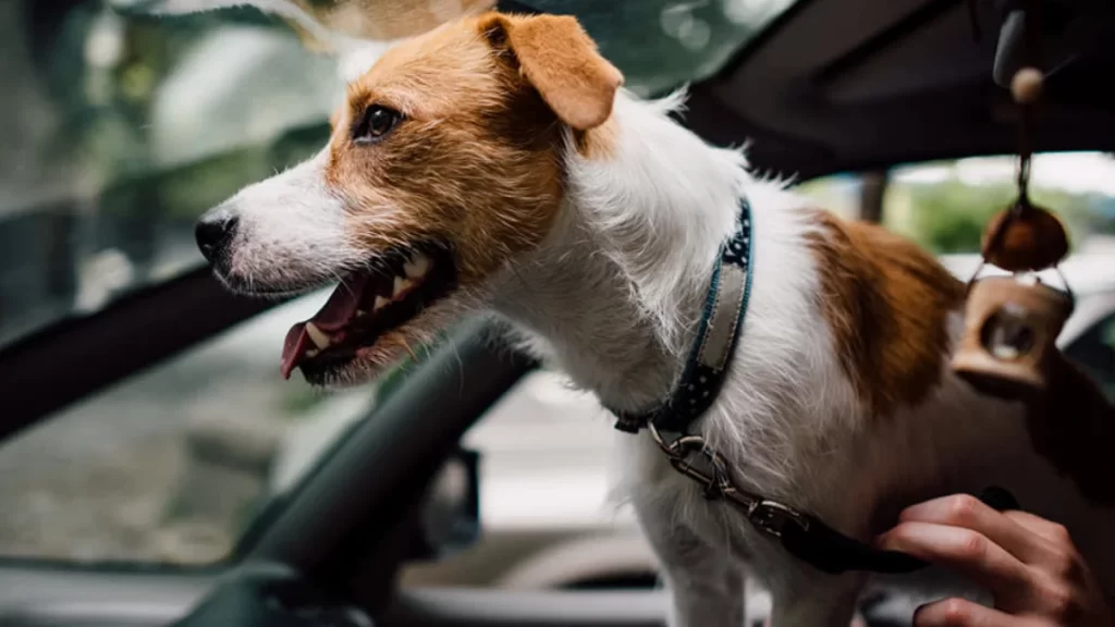 Dog Seat Belt