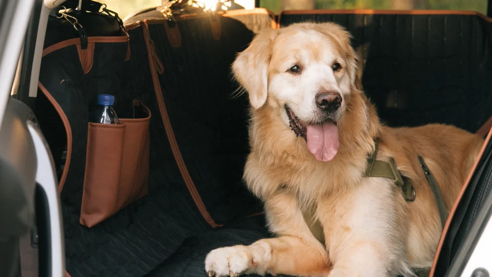 Dog Seat Belt