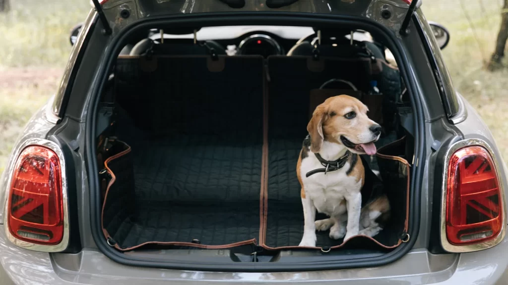 Dog Seat Belt